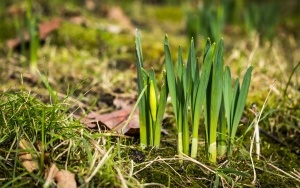 Pierwsze oznaki wiosny w Katowicach (10)