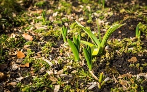 Pierwsze oznaki wiosny w Katowicach (18)