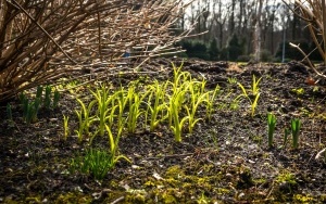 Pierwsze oznaki wiosny w Katowicach (1)