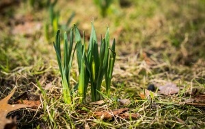 Pierwsze oznaki wiosny w Katowicach (9)