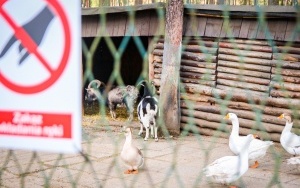 Montaż monitoringu w mini zoo w Sosnowcu (2)