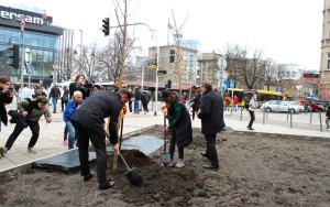 Nasadzenia drzew na ulicy Stawowej (6)