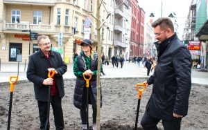 Nasadzenia drzew na ulicy Stawowej (8)