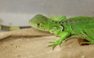 Nowe zwierzęta przyszły na świat w Śląskim Ogrodzie Zoologicznym (3)