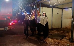 Strażacy uratowali chorego konia (3)