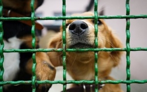  Psy i koty czekające na swój dom w Katowickim Schronisku dla Bezdomnych Zwierząt (4)