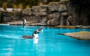 Pingwiny wróciły na wybieg Śląskiego ZOO (19)