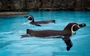 Pingwiny wróciły na wybieg Śląskiego ZOO (18)