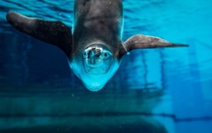 Pingwiny wróciły na wybieg Śląskiego ZOO (12)