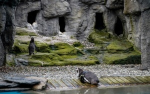 Pingwiny wróciły na wybieg Śląskiego ZOO (10)