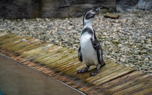 Pingwiny wróciły na wybieg Śląskiego ZOO (8)