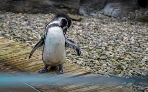 Pingwiny wróciły na wybieg Śląskiego ZOO (5)