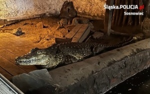 Krokodyl nilowy w Sosnowcu (1)