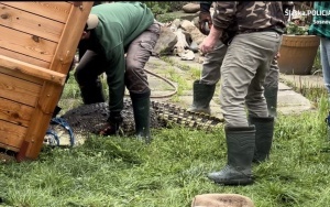 Krokodyl nilowy w Sosnowcu (3)