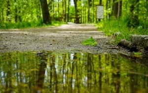 Przyroda na Dolinie Trzech Stawów (11)