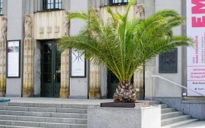Palmy przed Teatrem Śląskim w Katowicach 2023 (1)