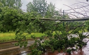 Połamane drzewa przez burzę w Szopienicach [23.06.2023] (2)