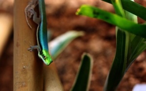 Phelsuma klemmeri - nowy gatunek jaszczurki w śląskim zoo (1)