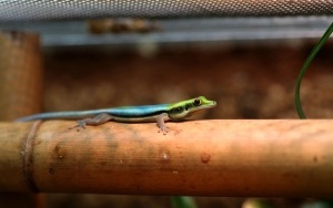 Phelsuma klemmeri - nowy gatunek jaszczurki w śląskim zoo (2)