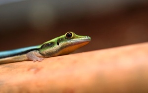 Phelsuma klemmeri - nowy gatunek jaszczurki w śląskim zoo (3)