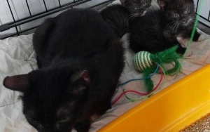 Strażacy uratowali dwa kotki (5)