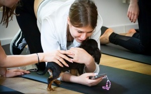 Zajęcia jogi ze szczeniakami! Studio 