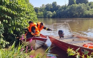 Strażacy wyłapują śnięte ryby na Odrze (15)