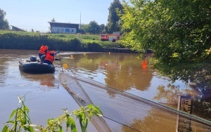 Strażacy wyłapują śnięte ryby na Odrze (17)