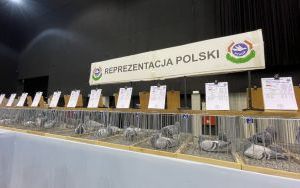 Targi EXPOGołębie i 70. Ogólnopolska Wystawa Gołębi Pocztowych (10)