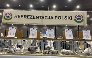 Targi EXPOGołębie i 70. Ogólnopolska Wystawa Gołębi Pocztowych (15)