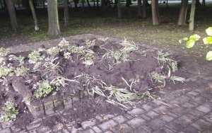 Zniszczenia w Parku Kościuszki zrobione przez dziki (2)