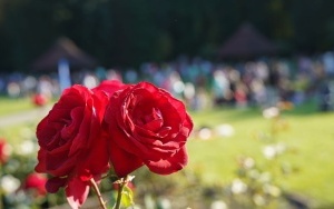 Festiwal w Parku Śląskim z okazji rozpoczęcia roku szkolnego w Szkole w Chmurze (9)