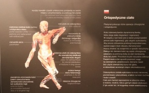 Wystawa Body Worlds w Katowicach (5)