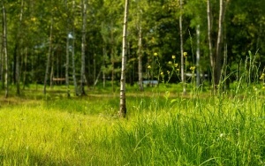 Staw Kozubek po rewitalizacji - część 2 (11)