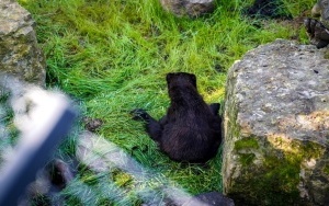 Nowy wybieg dla rysi i rosomaków w Śląskim ZOO (9)