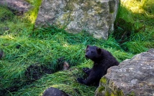 Nowy wybieg dla rysi i rosomaków w Śląskim ZOO (8)