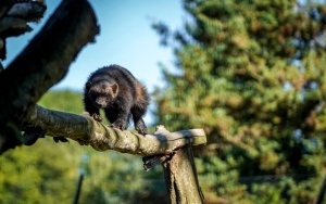 Nowy wybieg dla rysi i rosomaków w Śląskim ZOO (15)