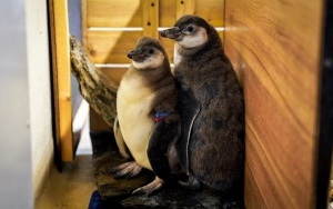 Dwa młode pingwiny wykluły się w Śląskim ZOO (11)