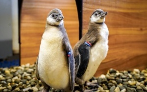 Dwa młode pingwiny wykluły się w Śląskim ZOO (10)