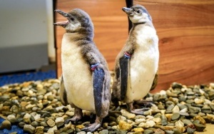 Dwa młode pingwiny wykluły się w Śląskim ZOO (9)