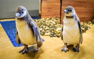 Dwa młode pingwiny wykluły się w Śląskim ZOO (8)