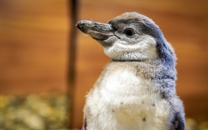 Dwa młode pingwiny wykluły się w Śląskim ZOO (7)