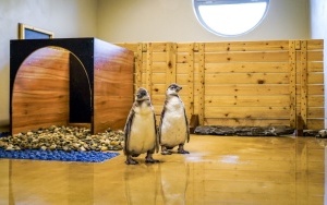 Dwa młode pingwiny wykluły się w Śląskim ZOO (12)