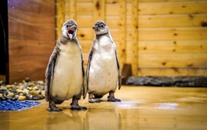 Dwa młode pingwiny wykluły się w Śląskim ZOO (6)