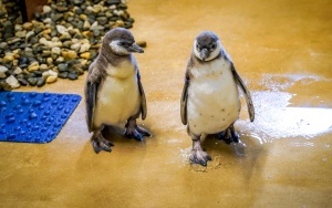 Dwa młode pingwiny wykluły się w Śląskim ZOO (5)