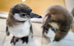 Dwa młode pingwiny wykluły się w Śląskim ZOO (3)