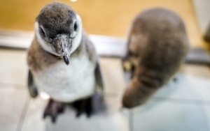 Dwa młode pingwiny wykluły się w Śląskim ZOO (2)