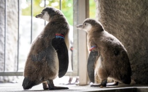 Dwa młode pingwiny wykluły się w Śląskim ZOO (1)