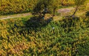 Plony na polu słoneczników w Parku Śląskim  (10)