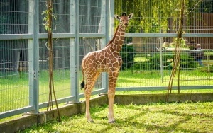 W śląskim ZOO urodziła się żyrafa! (1)